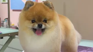 Pomeranian haircut compilation !