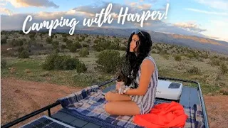 Camping and Hiking | Training Harper and Getting Use With The Van