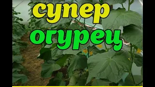 СКОЛЬКО  ДЕНЕГ ПРИНЕСЕТ ОДИН КУСТ ОГУРЦОВ ЗА МЕСЯЦ!ОГУРЦЫ БЕРН