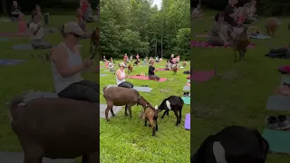 Goats parade to yoga!