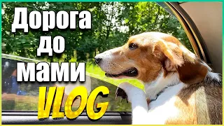 ПЕРШИЙ ЛІТНІЙ ВЛОГ 🌼🐶 Їдемо до мами в гості 🚗