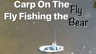 Fly Fishing for Carp - The Bear - Carp On The Fly