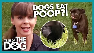 Why Do Dogs Eat Poop? | It's Me or the Dog