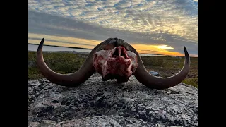 Outdoor Quest TV Ep#1 2023 Muskox and Lake Trout in NWT Part 1