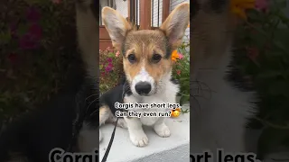 Corgis run faster than you expect😍#dog #corgiworld #corgifunny #funnyanimals #animals #share