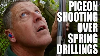Pigeon shooting over spring drillings