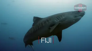 Fiji Tiger Shark Dive