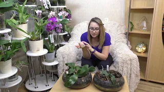 Групповая посадка 14 орхидей ! Обзор на 01 19