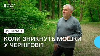 Піковий період розмноження мошок у Чернігові: скільки це триватиме та як від них рятуватися