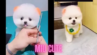 Tik Tok Chó Phốc Sóc Mini 😍🐶😍🐶 #Dogs Cute and Funny🐶#shorts