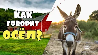 КАК ГОВОРИТ ОСЁЛ / ЗВУКИ ОСЛА 🐴  #осел #ослица #звуки_осла #домашние_животные