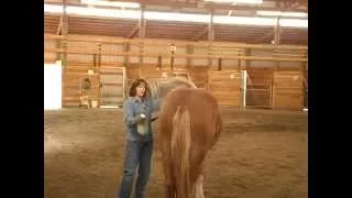 Applying Fly Spray to a Horse for the First Time with Holistic Horse Trainer Missy Wryn