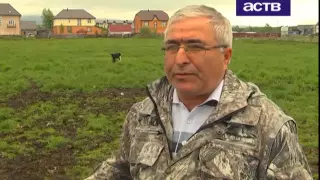 Пастбища для коров может лишиться фермер из Новотроицкого