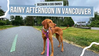 Spend a Rainy Afternoon in Vancouver with Willa the Vizsla