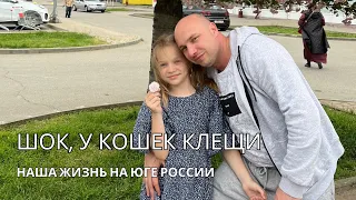 Семейный VLOG- видео 14. у кошек нашли клещей😫.