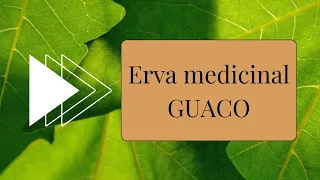 Erva medicinal - Guaco