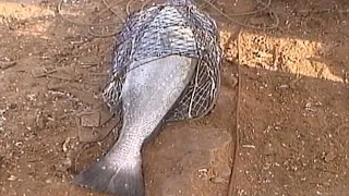 Maroc: 🐬 Un bref séjour aux falaises d'"AKHFENNIR" with amis.A.!