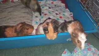 VERY excited young guinea piggies