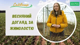 Весняний догляд за жимолостю. Як посадити жимолостю?