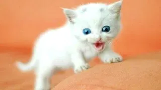 OMG So Cute Cats ♥ Best Funny Cat Videos 2021 #10