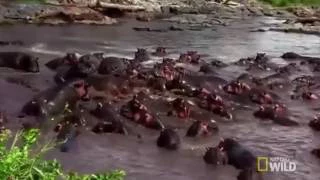 hippos destroy alligator