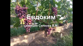 Виноград Евдоким