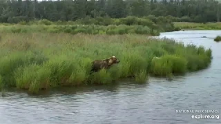 482 Brett and yearlings 7/15/2019