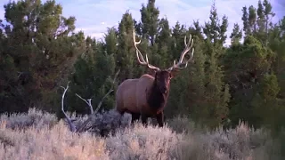THE FUNNEST DAY OF ELK HUNTING EVER - EP 40 - LAND OF THE FREE