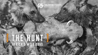 The Hunt - Africa's Wild Dogs | A Short Documentary Feature (GRAPHIC CONTENT)