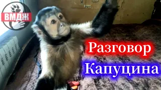 "Разговор" домашнего капуцина Алексы!