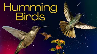 Facts you didn't know about Hummingbirds
