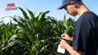 Épandage de Trichogramme avec les élèves du Lycée Agricole de Rouffach