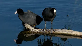 Laukiai / Eurasian coot / Fulica atra