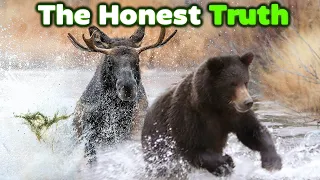 GRIZZLY BEAR vs MOOSE - The Honest Truth