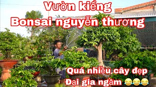 vườn bonsai nguyễn thương hôm nay quá nhiều cây đẹp ( đại gia ngầm )