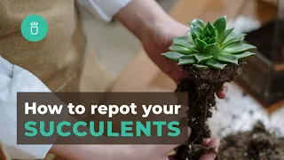 How and When To Repot Your Succulents In 3 Easy Steps | Tips for Beginners