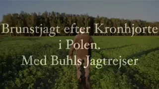 Brunstjagt på kronhjort i Polen, med Buhls Jagtrejser