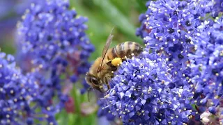 How many different Bees on my Ceanothus? 🐝🐝🐝