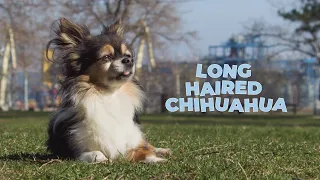 Everything You Need to Know about Long Hair Chihuahuas