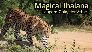 Jhalana Leopard Safari | Leopard on Hunt | Leopard Reserve |