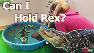 Can I Handle my Alligator?