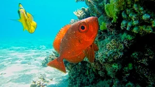 Подводный Мир Красного моря Египта ) [ Nature and Fish of the Red Sea of ​​Egypt Sharm El Sheikh]