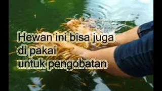 PENGOBATAN ALTERNATIF  DENGAN TERAPI IKAN || ALTERNATIVE TREATMENT WITH FISH THERAPY