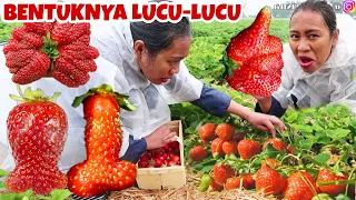 PANEN STRAWBERRY YANG BENTUKNYA UNIK SERU BANGET!