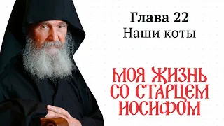 Моя жизнь со старцем Иосифом. Глава 22 Наши коты