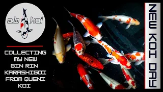 New Koi Day | A Look Around Queni Koi | One Of The Best Japanese Koi Dealers In U.K | #koi