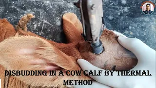 Disbudding in a cow calf by thermal method