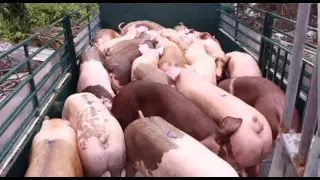Pig Farm Documentary by OneProduction