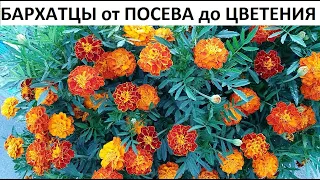 Бархатцы от А до Я.