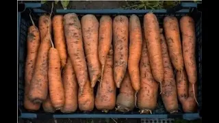 Как я морковь храню, хитрый метод. Не вянет и до весны, сочная